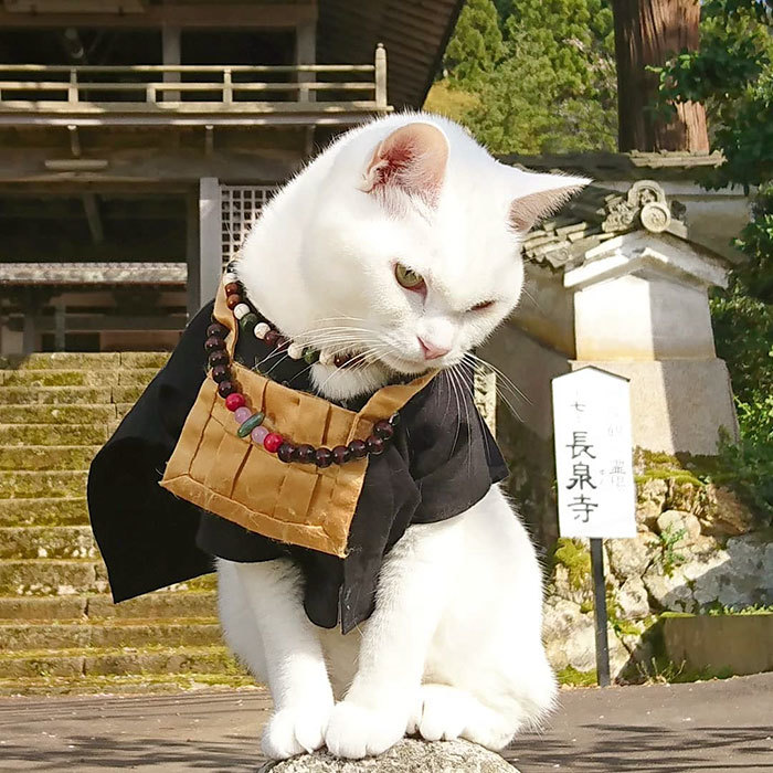 猫咪专属神社中 到处都是爱猫人士的欢乐 还有最可爱 主持 腾讯新闻