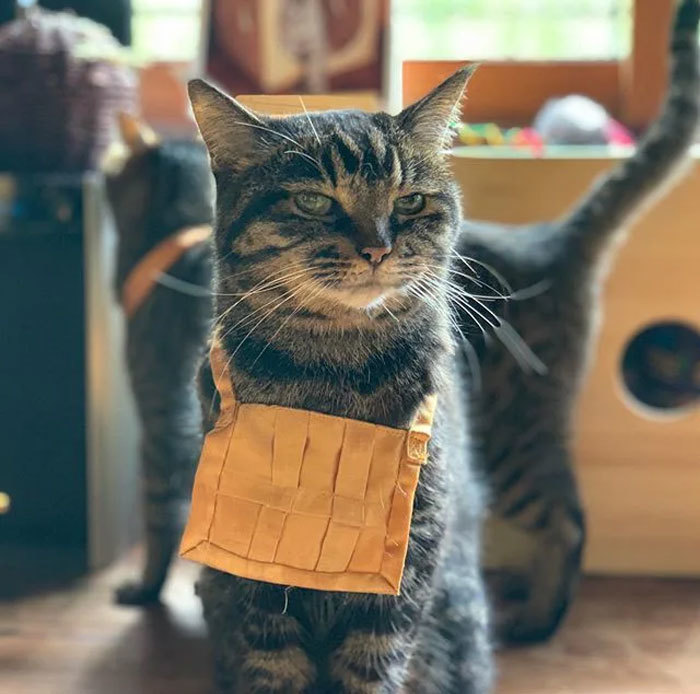 日本有个猫猫寺 里面的猫咪主持有点可爱 腾讯新闻