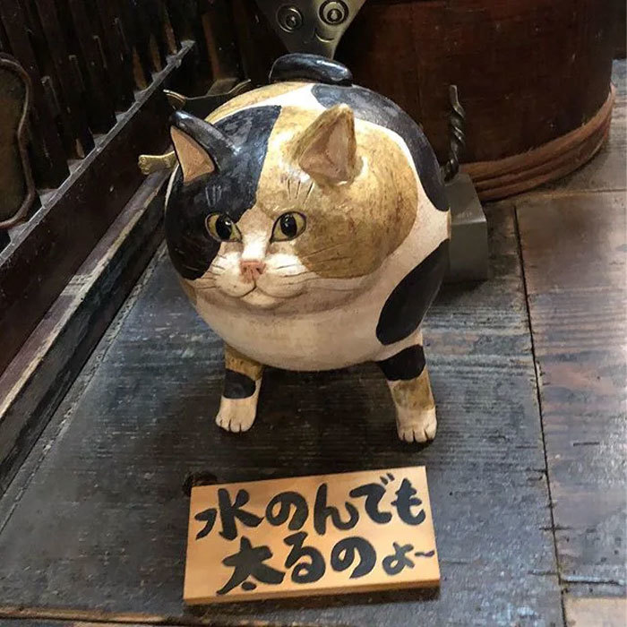 日本有个猫猫寺 里面的猫咪主持有点可爱 腾讯新闻