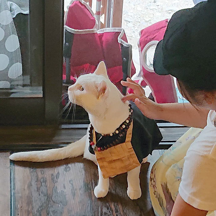 日本有个猫猫寺 里面的猫咪主持有点可爱 腾讯新闻