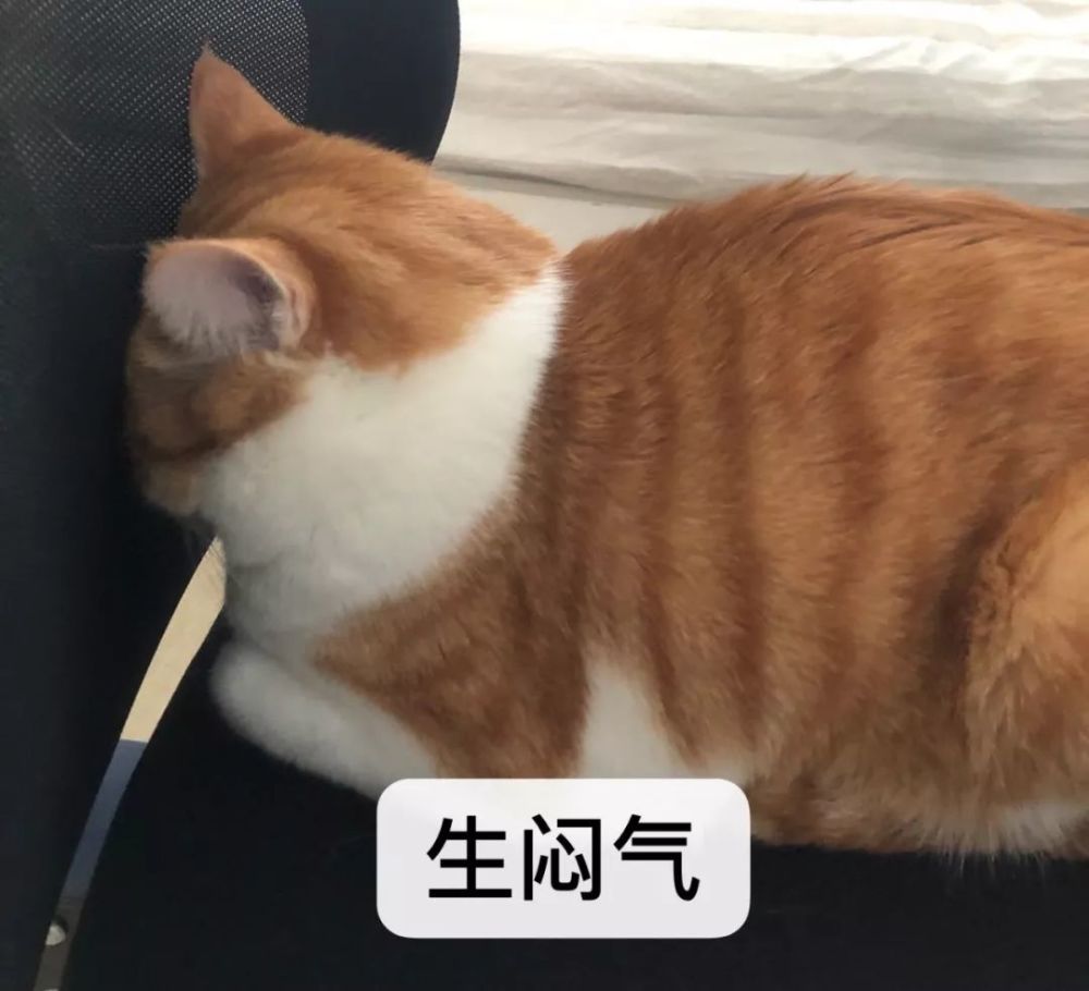 最搞笑的是 猫们特别喜欢闷头大睡 好像真的是在生闷气!