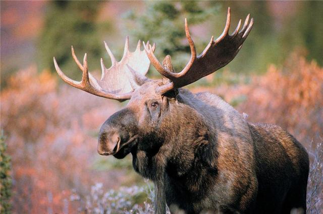 大兴安岭发现大型怪兽比犀牛还高但是它非常怕狼