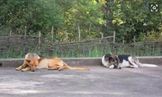 秋天狗狗食欲不振 是不是生病了 腾讯新闻