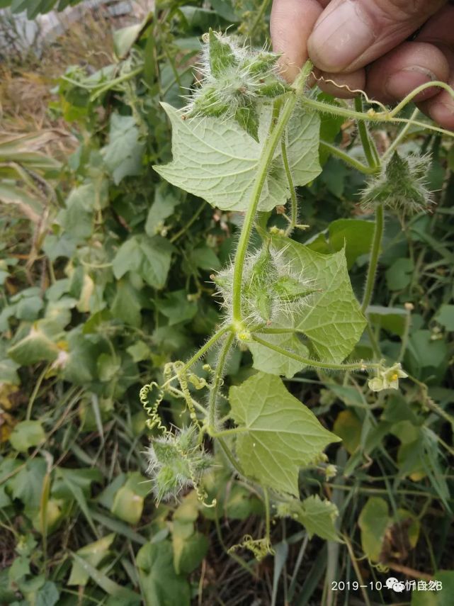 外来植物刺果瓜入侵忻州 市民呼吁 危害巨大 尽快铲除