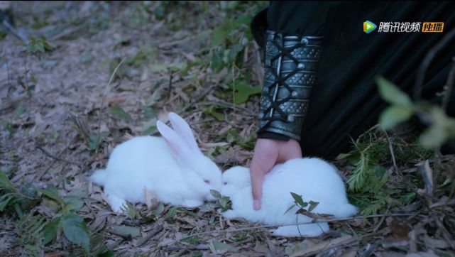 蓝湛为何要在云深不知处中养兔子其实跟老祖有关只有原著粉知道