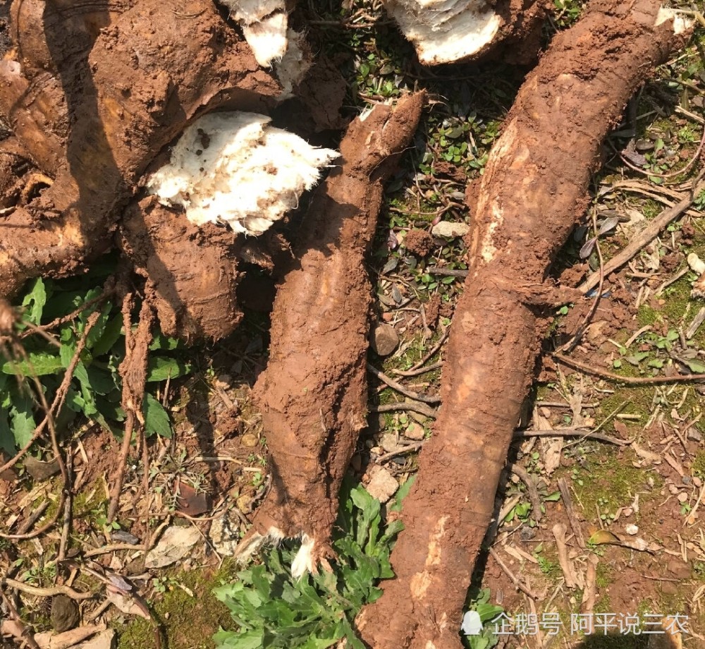 农村野生葛数量下降 种植户销路成问题 谁的错 腾讯新闻