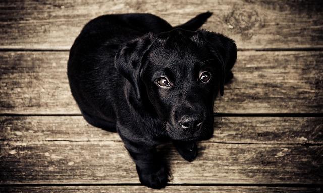 幼犬也会得白内障 做手术也不一定有用 可能反倒让狗狗失明 腾讯新闻