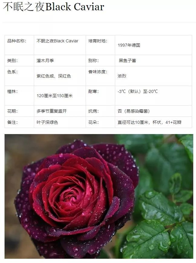 月季养殖课,错过今天在等一年!