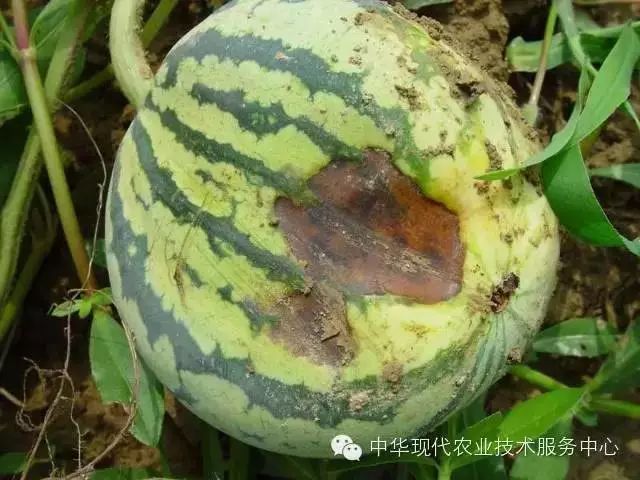 西瓜果实腐斑病