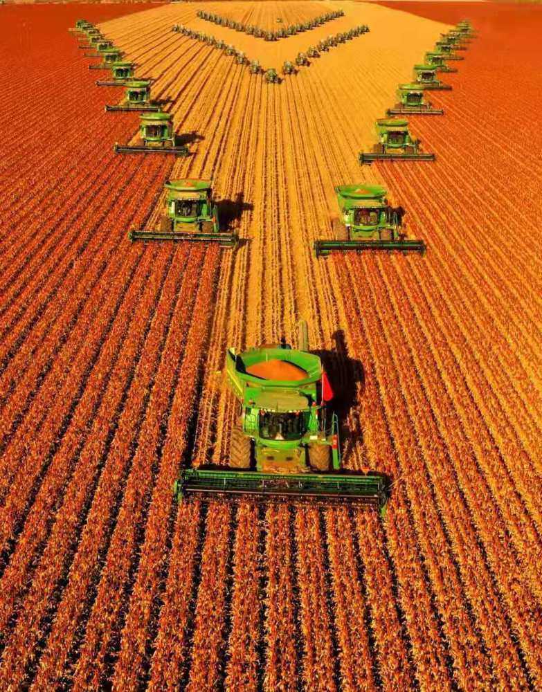 嫩江农场高粱丰收震撼北大荒农业展现壮美秋收画卷