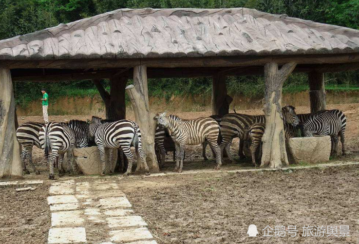 中国最坑人的动物园门票220一片菜叶子20人们却都抢着去