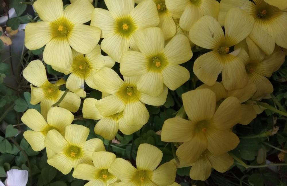 秋天酢花 一年四季 突突 开不停 简直就是花卉界的开花劳模 腾讯新闻