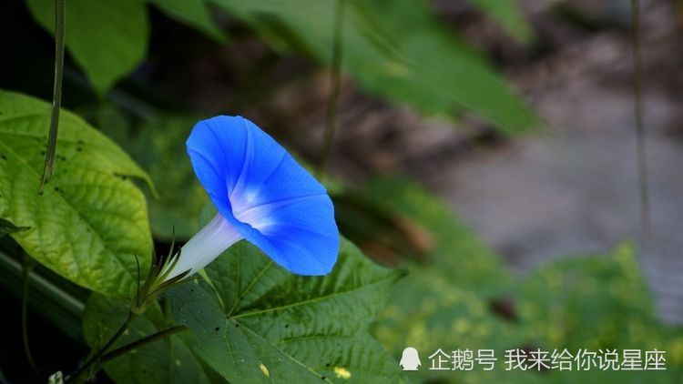 10月30号起 运势大吉 桃花暴增 财富滚滚进家门的3属相 腾讯新闻