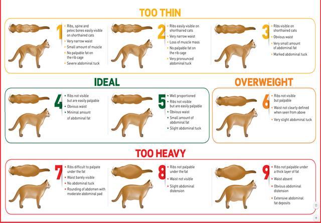 家有胖猫 铲屎官却说只怪骨架大 科学区分肥胖其实很重要 腾讯新闻