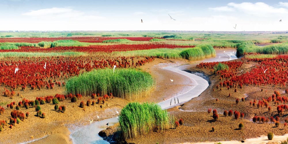 黄河口生态旅游区鸟岛图片