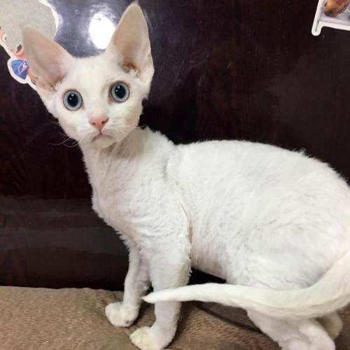 什么猫不掉毛好养?