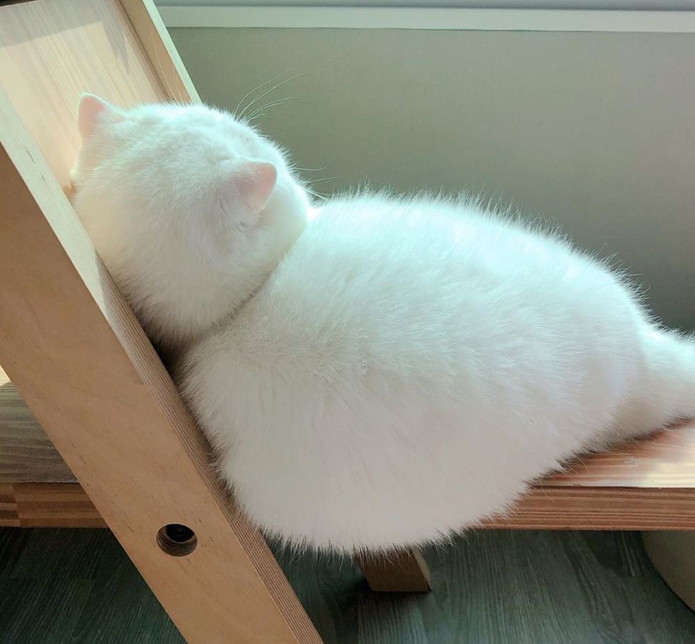 白猫靠着窗户边睡觉 当阳光照进来的时候 它的背影太美了 腾讯新闻