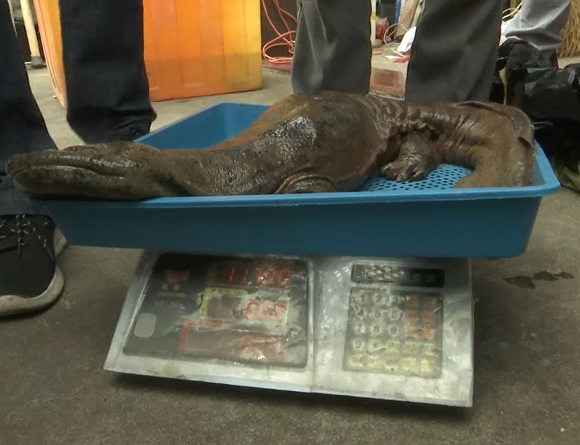 台州惊现四脚怪物村民们都害怕极了它到底是什么