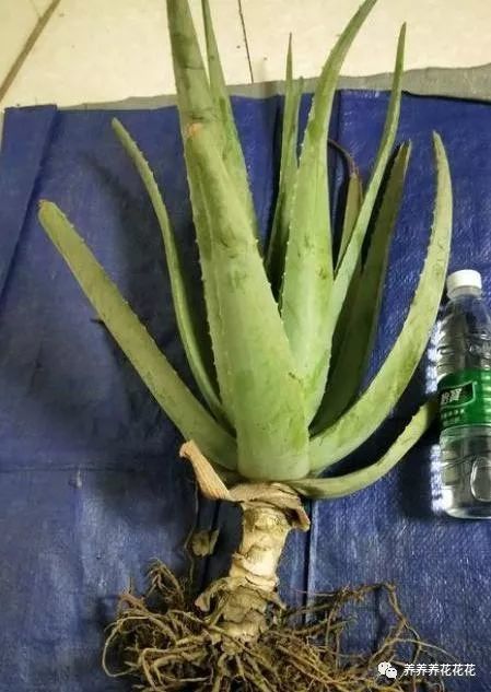 芦荟冬季怎么养2种过冬方法安稳过冬开春猛长