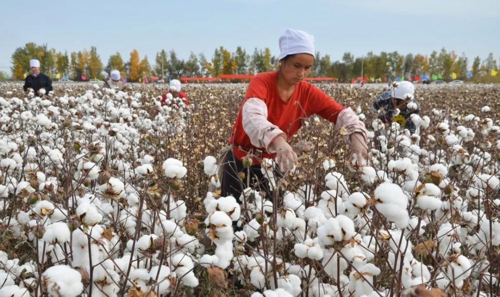 为了增强新疆棉花的竞争力,中央还要求各地引导农民改种其他作物,而