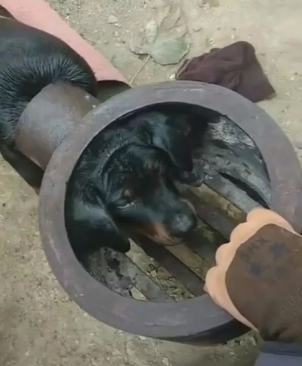 狗狗的头被卡在灶台 拉不出来 主人 只能二选一 腾讯新闻