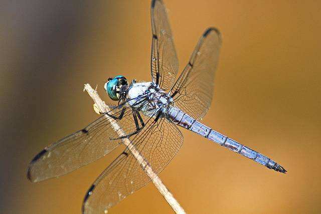 心理测试:4只蜻蜓,哪只最好看,测你的戾气有多重?