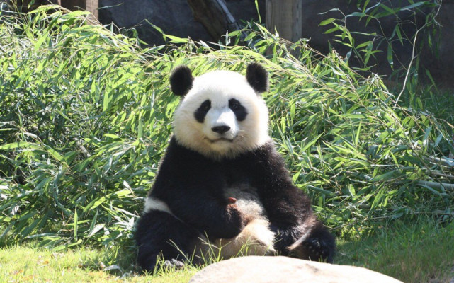 大熊貓美蘭,雄性,暱稱大姐,2006年9月6日出生於美國亞特蘭大動物園,是