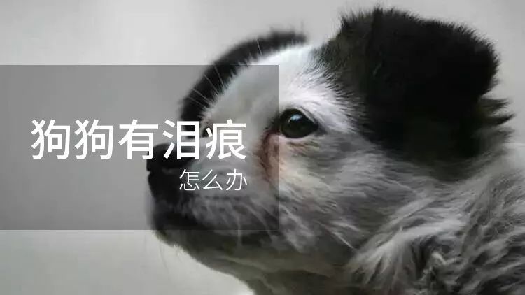 狗狗有淚痕怎麼辦