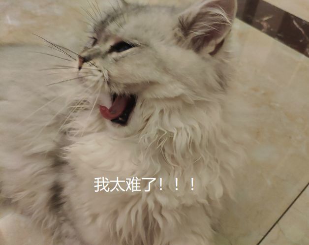 22ĴӭΧ طдꡢѩ