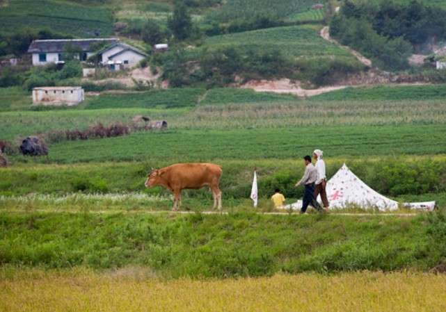 又是一年秋收季,朝鲜农民如何劳作?黄牛加板车,干活不轻松