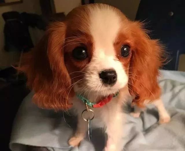 神仙颜值的查理斯王猎犬,却是无序繁殖的噩梦