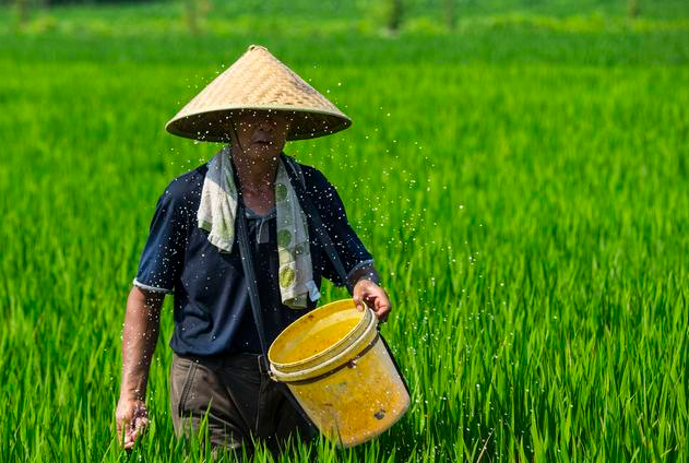 水稻出米率受施肥的影响较大,如何科学施肥,提高水稻出米率?