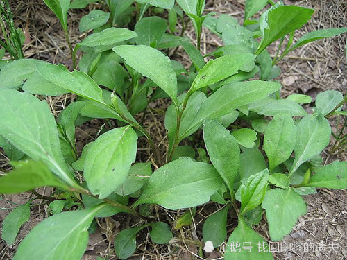 農村人常吃的3種野菜,最後1種人稱活血龍,兒時常拿它當甘蔗吃