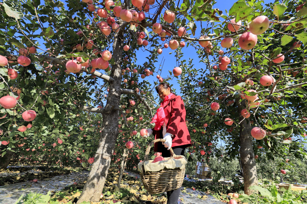 山地苹果助农增收