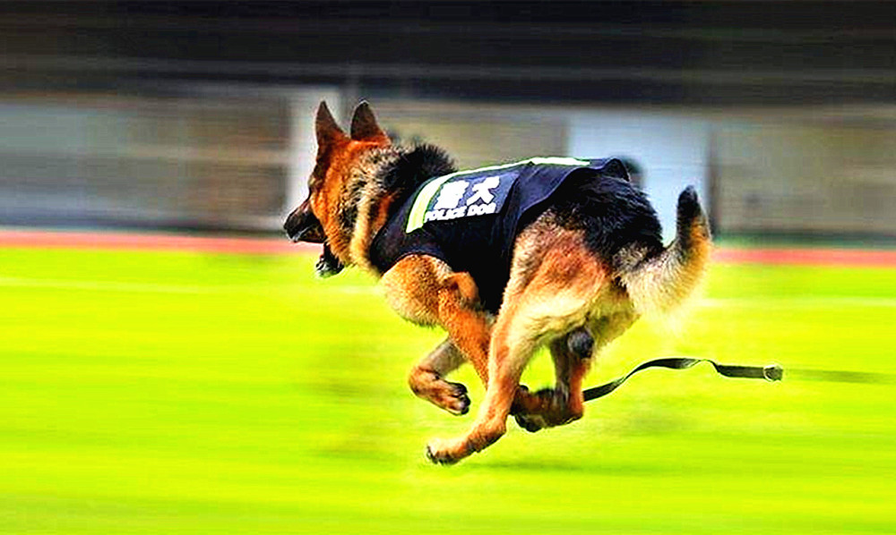 世界上 最知名 三种警犬 侦查能力及嗅觉很出色 你喜欢哪一种 腾讯新闻