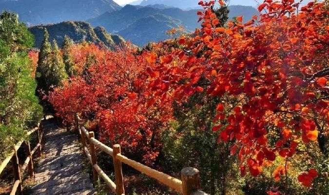 北京赏红叶的季节到了 哪些地方的红叶最好看 腾讯新闻