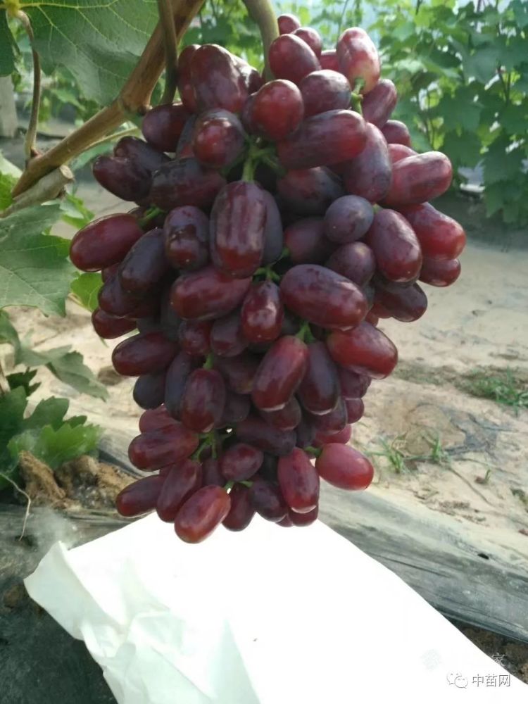 巨盛一号葡萄:极早熟 特大粒 自然果 糖度高 管理省工