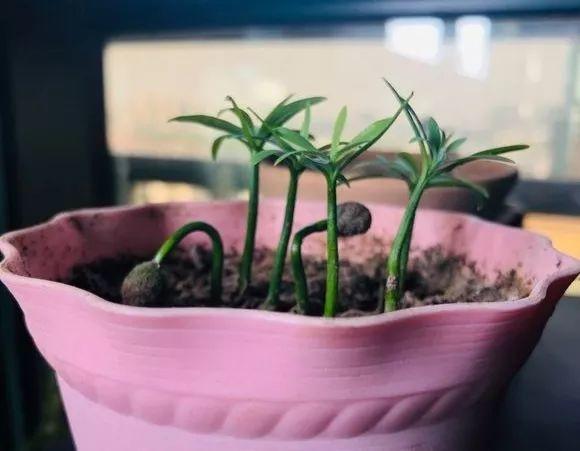 这2种盆景很值钱,不用买,一粒种子就能种