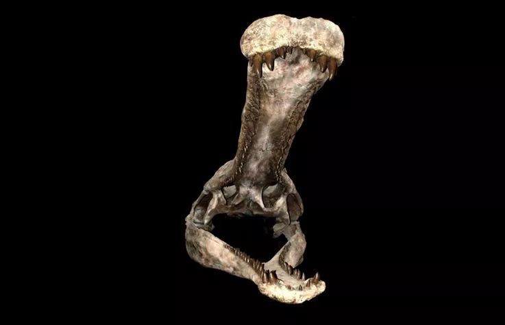 史前第一巨鳄以恐龙为食?科学家:它只是虚有其表!_腾讯新闻