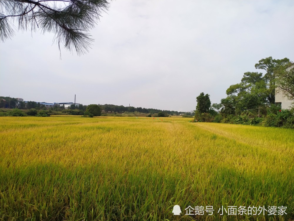 塔溪村,我的美丽乡村