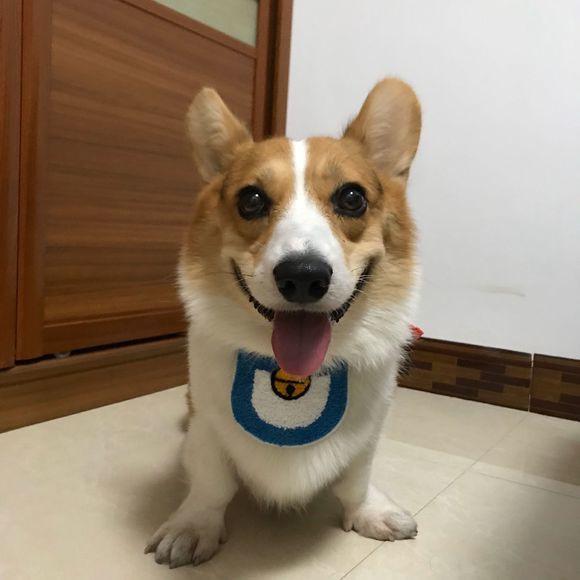 柯基闹着要出去玩儿 网友不愿意去 它自己趁机往外溜 腾讯新闻