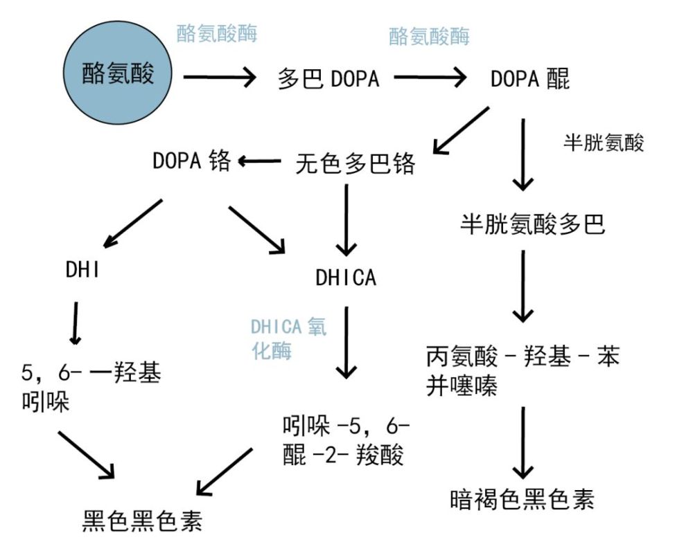 酪氨酸酶的作用 腾讯网