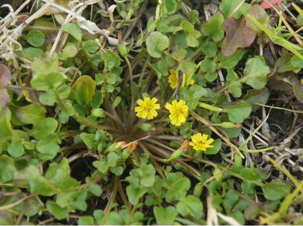 荒野维生野菜系列—稻槎菜