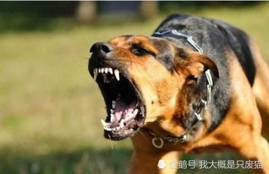 为什么狗狗会咬人 狗咬人需要控制而非禁止 教你4招改善狗咬人 腾讯新闻