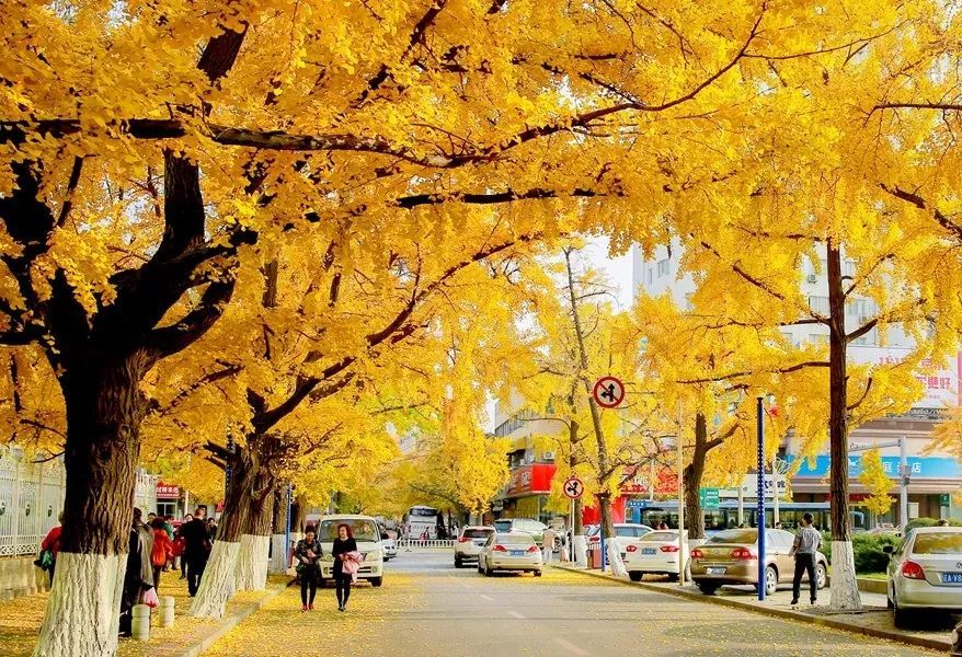 金光大道即将回归丹东最佳赏银杏地点给你安排好了