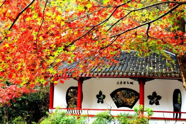 "栖霞十景"之一的天开岩,矗石凌空,岩壁崎峭峥嵘,大片的枫叶层层叠叠