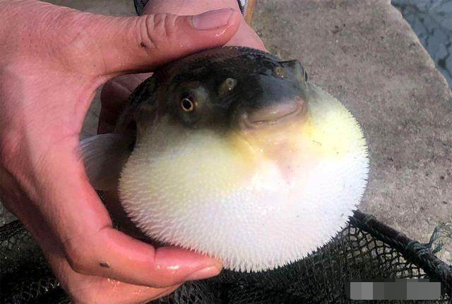 海边人如何吃河豚 称 人间美味 你敢试试吗 腾讯新闻