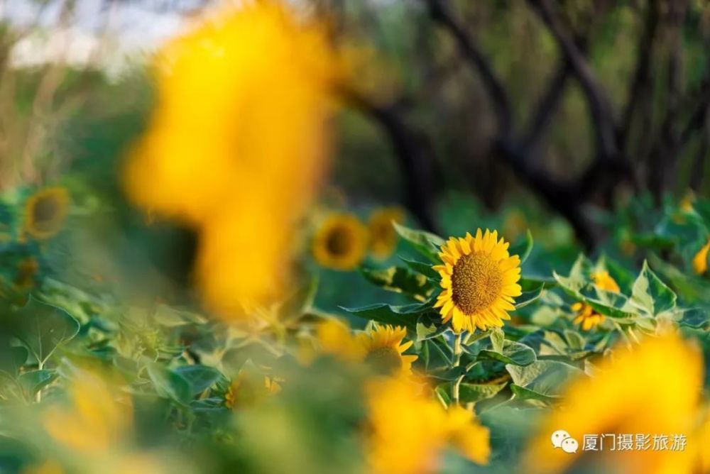 周末必约 厦门几处向日葵全面绽放 美翻全城 而且免费 腾讯新闻