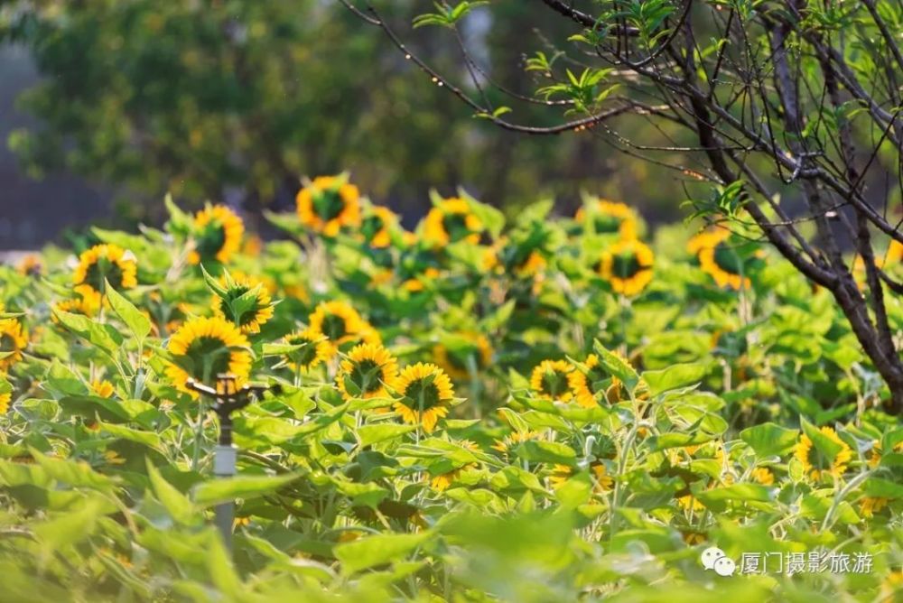 周末必约 厦门几处向日葵全面绽放 美翻全城 而且免费 腾讯新闻
