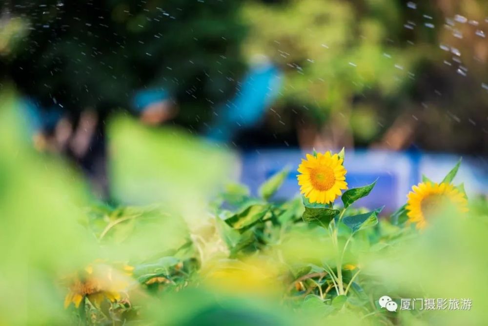 周末必约 厦门几处向日葵全面绽放 美翻全城 而且免费 腾讯新闻